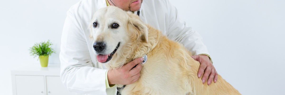 Erkältungskrankheiten können auch Hunde bekommen