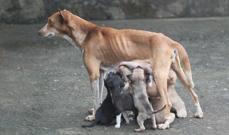 Häufig kommen Tierschutzhunde von der Straße