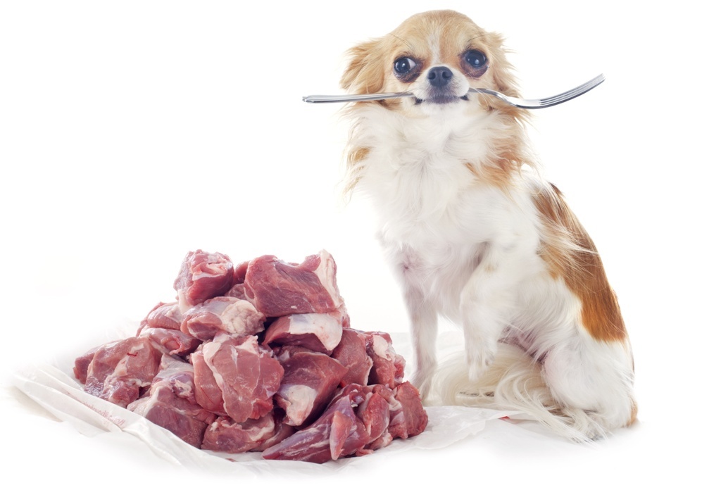 Sind Hunde Fleischfresser?