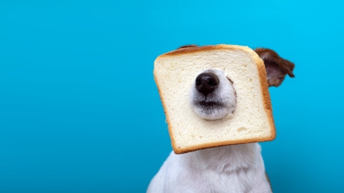 Brot aus Getreide für den Hund?