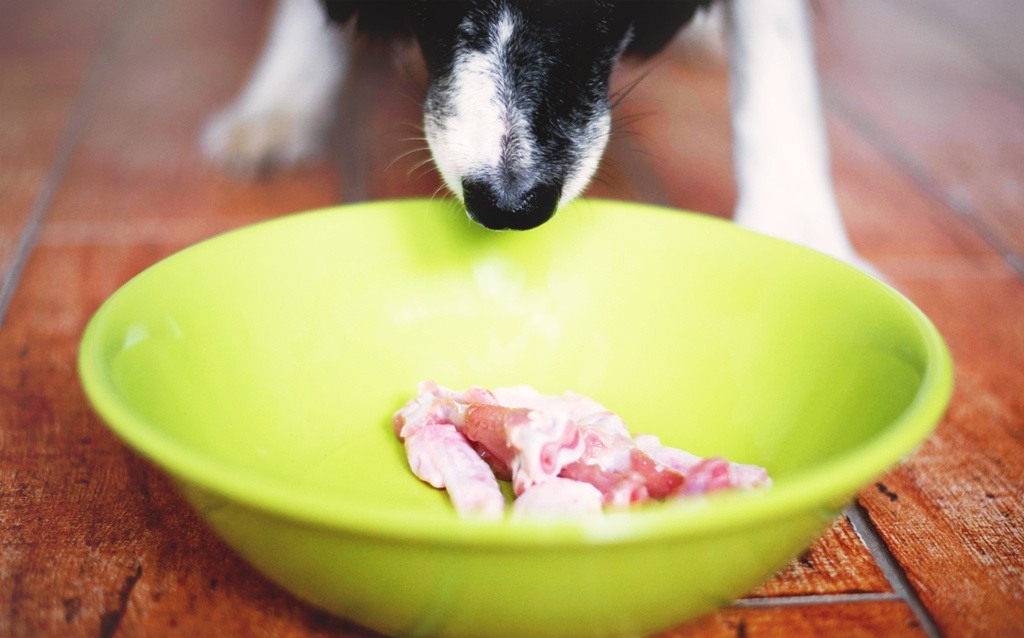 Hunde vegan füttern ohne Fleisch