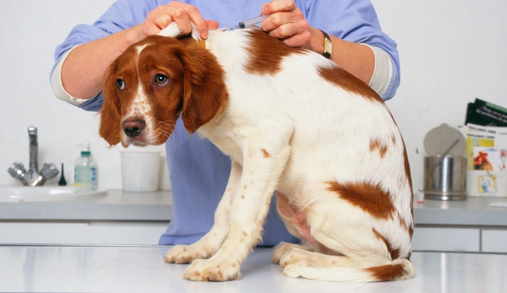 Gesundheit des Hundes ganzheitlich pflegen über Medikamente