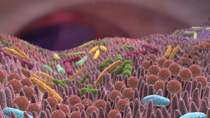 Intestinale Mikrobiota wie ein Teppich