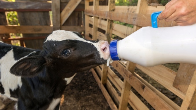 Milchprodukte sind eigentlich die Nahrung vom Kalb
