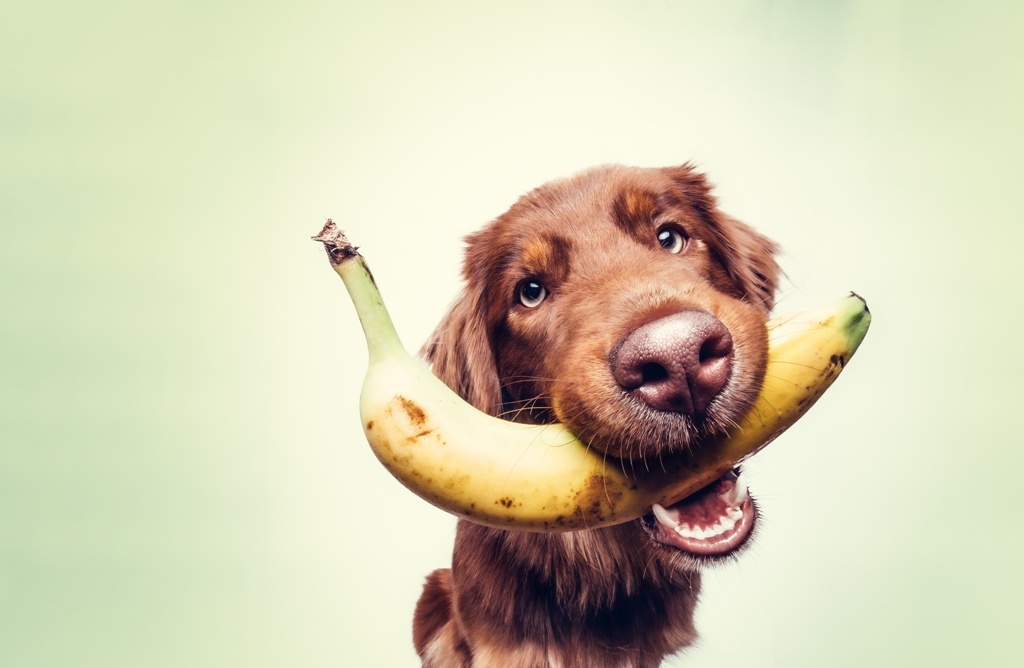 Hunde vegan füttern auch mit Obst