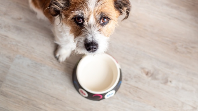 Nachhaltige HUndeernährung ist individuell