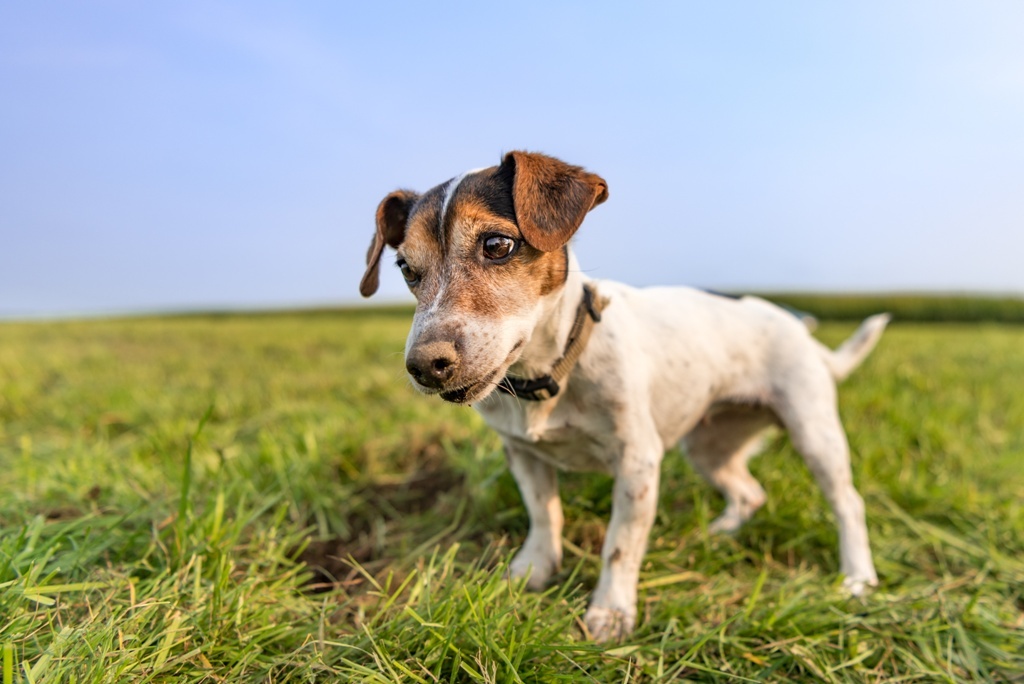 Jack Russell Terrier ist ein beliebter Hund.