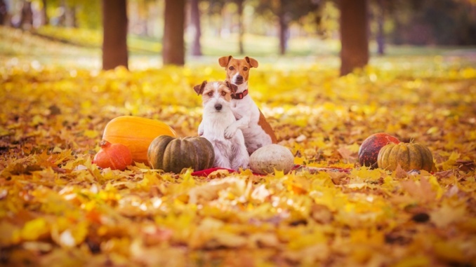 Kürbis für Hunde im Herbst