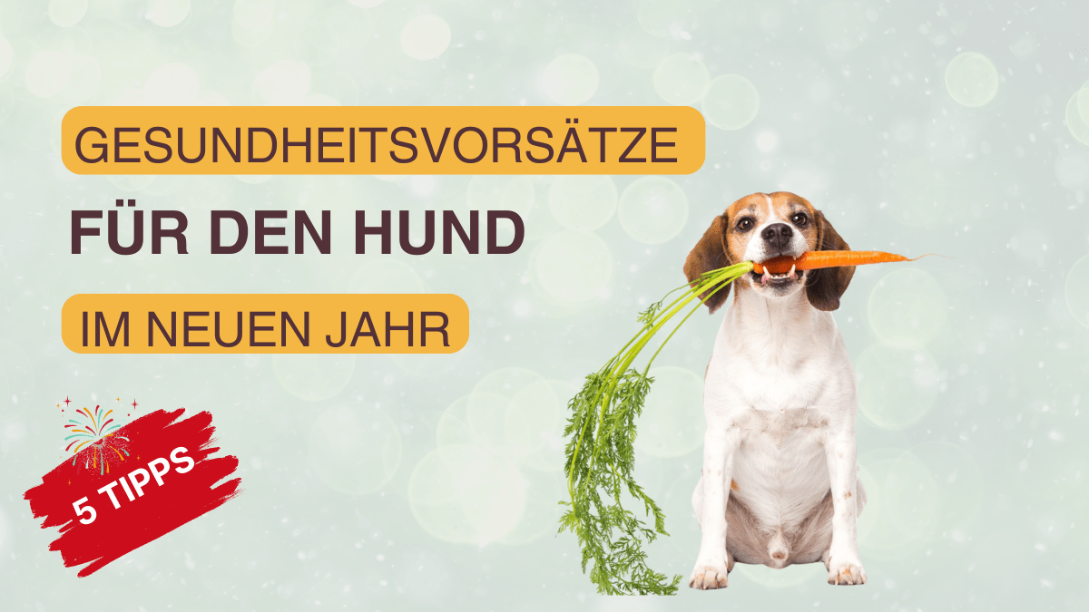 Gesundheitsvorsätze für den Hund