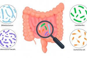 Intestine anatomy, intestinal microflora infographics. Good flora: Bifidobacterium, Enterococcus Faecalis, Lactobacillus, Escherichia Coli