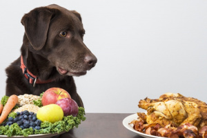 Hund mit Gemüse und Fleisch