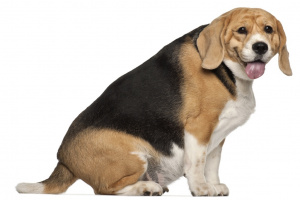 Fat Beagle, 3 years old, sitting against white background