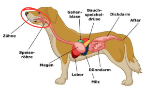 Verdauungstrakt 1 Maul, Schlund