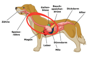 Verdauungstrakt 2 Speiseröhre, Magen