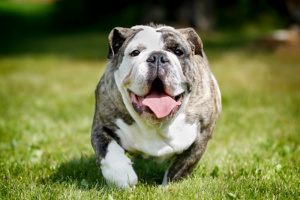 Purebred bulldog