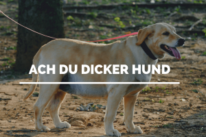 dicker Hund